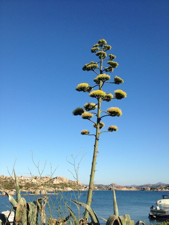 Residenza Via Roma 3 Villa La Maddalena  Dış mekan fotoğraf